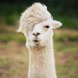 新西兰旺季:深圳-奥克兰 11天往返含税机票(赠