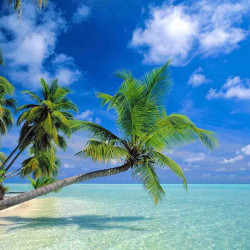 机票特卖:上海-三亚单程机票 299元起_飞猪优