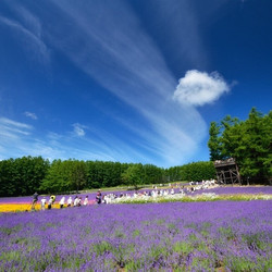 特价机票:北京-北海道 旭川 6日往返含税机票 东