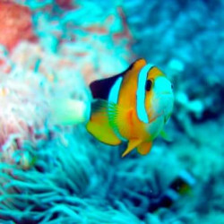 再降价:广州-菲律宾杜马盖地 6天4晚 含税机票