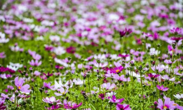 亲子春游:深圳大鹏佳兆业可域酒店1晚+鹏程美